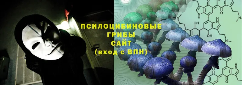 Галлюциногенные грибы Psilocybe  где купить наркоту  Шелехов 